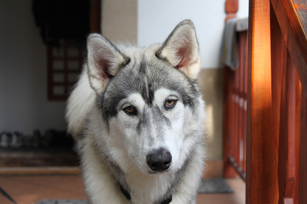 探秘牛头梗，勇猛与智慧交织的魅力犬种