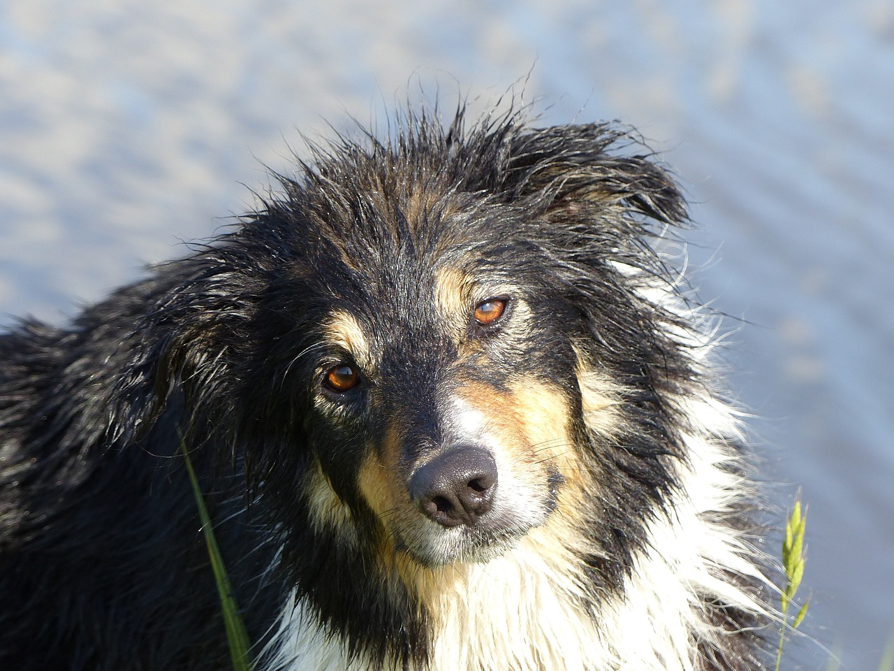 揭秘边境牧羊犬价格背后的秘密，品种价值与市场行情