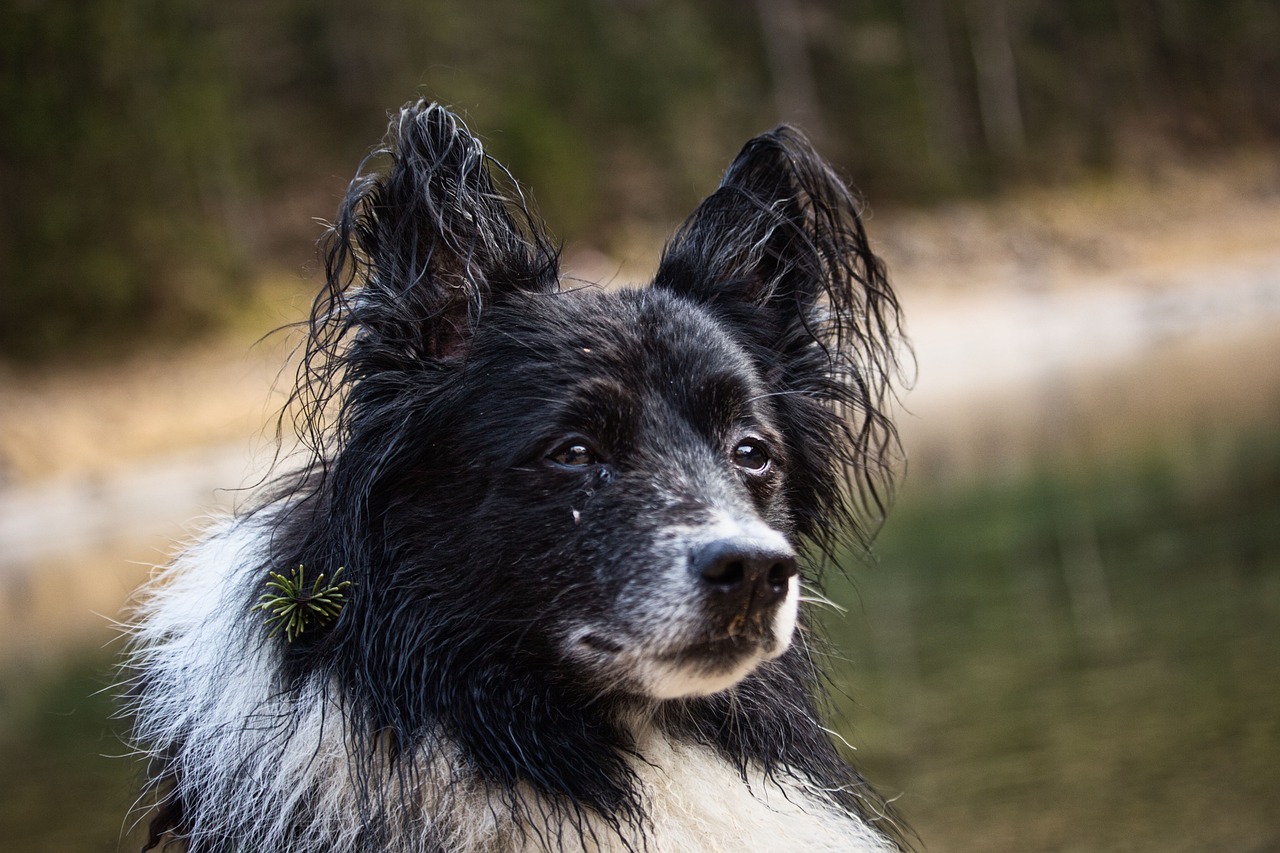 探索魅力四溢的爱尔兰猎狼犬，照片里的野性与优雅