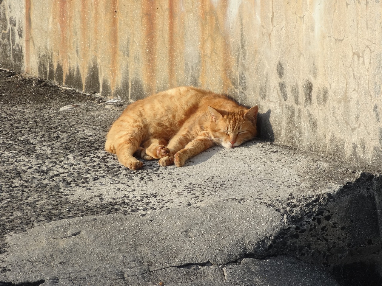 萌动世界的猫咪乐园，一探究竟的品种大全大揭秘