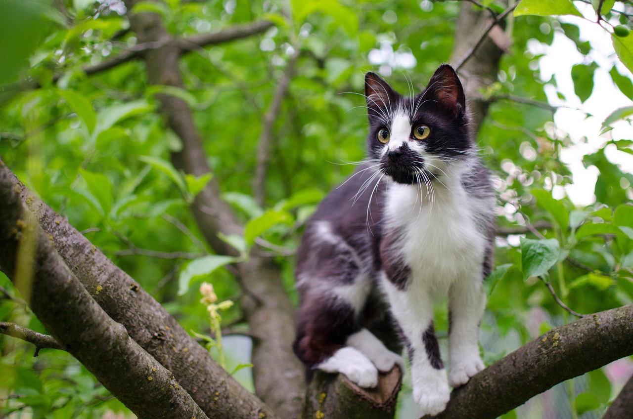 揭秘家猫的长寿密码，揭秘猫咪的生命周期与健康秘诀